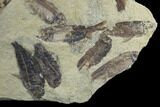 Fossil Fish (Gosiutichthys) Mortality Plate - Lake Gosiute #89990-2